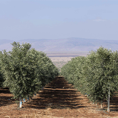 Mercado Voluntário de Carbono segue aquecido e não deve parar de crescer