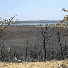 A urgência do necessário equilíbrio na busca pela sustentabilidade ambiental