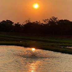 Embrapa será uma das protagonistas no segundo dia do International Fish Congress (IFC) e Expo Brasil 2024