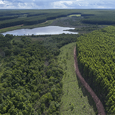 Arauco aprova o investimento em uma nova fábrica de celulose e seleciona a Valmet como fornecedora do projeto 