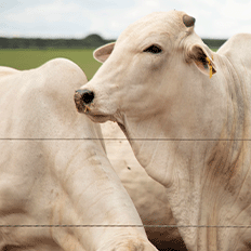 Produção de alimentos está avançando em seu compromisso para mensurar as emissões de gases de efeito estufa 