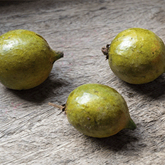 A macaúba tem ganhado destaque como uma alternativa sustentável e promissora para a produção de biodiesel