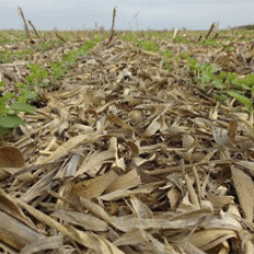 Práticas de manejo sustentável ajudam a restaurar a saúde do solo e favorecem o sequestro de carbono