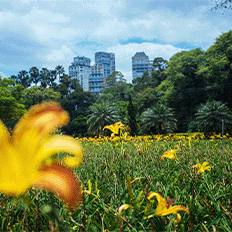 Secretaria do Verde e do Meio Ambiente divulga o Relatório de Qualidade do Meio Ambiente