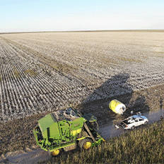 Cultivo de algodão enfrenta oscilações que podem comprometer a qualidade