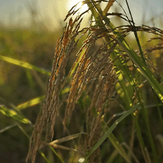 Embrapa leva novidades para a Agrotins 2025