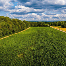 Royal Canin busca criar valor não apenas para os pets mas também para a sociedade e o meio ambiente