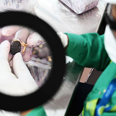 Centro pioneiro em pesquisas de biocombustível de macaúba é inaugurado em Montes Claros