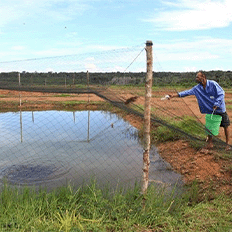Seis centros de pesquisa da Embrapa estarão presentes na próxima edição da VICTAM LatAm 2025 