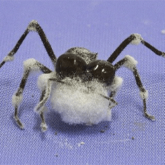 O mundo celebra o Dia da Bioproteção - Bioprotection Day