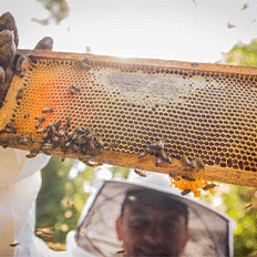Klabin conquista certificação internacional FSC® para mel produzido na Serra Catarinense