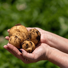 PepsiCo anuncia parceria com a Yara 