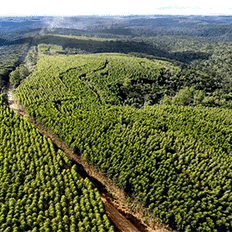 Klabin divulgou o Resumo Público 2025 de suas operações florestais no Paraná e em São Paulo 