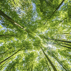 Valmet conquistou a Medalha de Ouro na avaliação de sustentabilidade da EcoVadis 