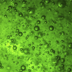 FAPESP apoiar projetos bilaterais de pesquisa e inovação voltados ao desenvolvimento de biorrefinarias  