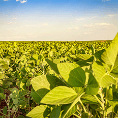 Sustentabilidade no agronegócio brasileiro avança a partir de bases técnicas, científicas e econômicas