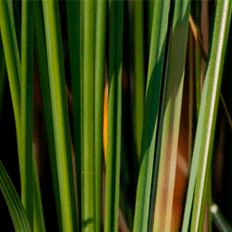 Setor de bioenergia precisa de incentivos para não retroceder 