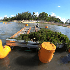 ISI Biomassa recolheu 1,8 tonelada de macrófitas que deverão ser transformadas em 540 quilos de bio-óleo