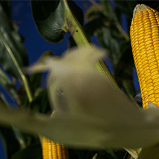 Valor Bruto da Produção Agropecuária de 2020 alcançou R$ 871,3 bilhões